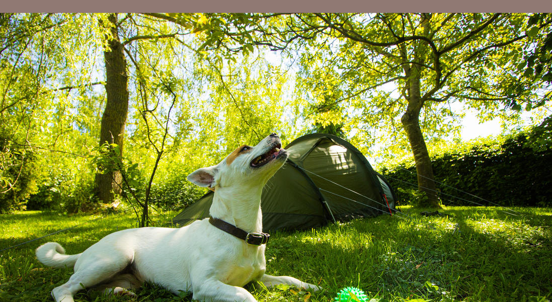Campings waar huisdieren zijn toegestaan