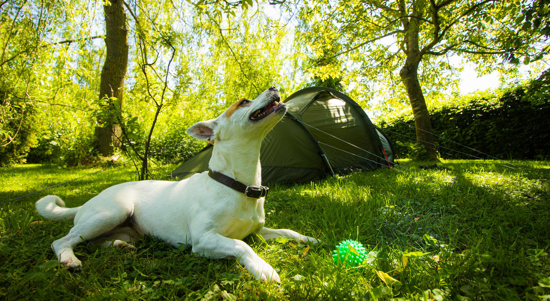 Kamperen met je hond in België op bijzondere kampeerplekken