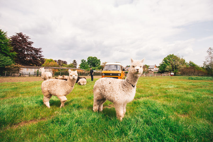 Camping with Alpacas in The Netherlands