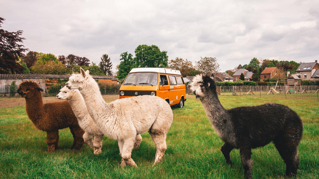 Camping with alpacas: new wave in eco-tourism.