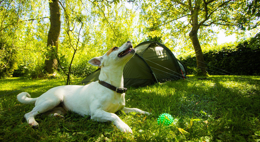 Dog-Friendly Campsites