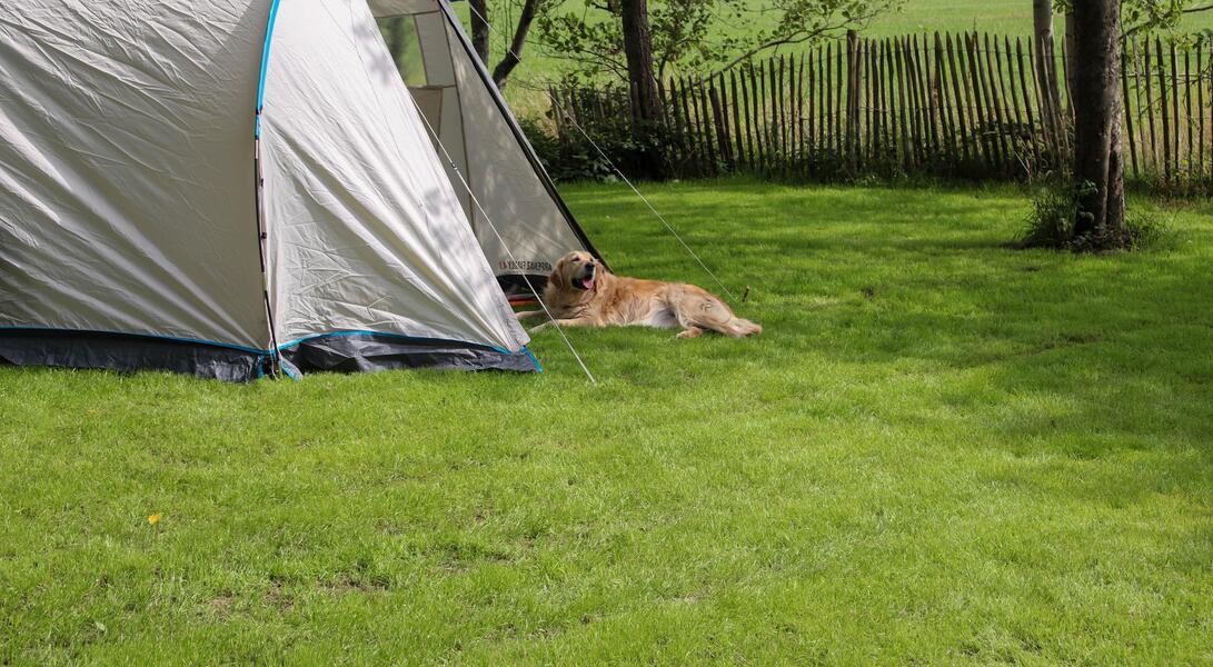 Dog-Friendly Campsites UK