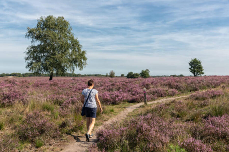 Discover the charm of camping in the Veluwe: 5 great places to stay