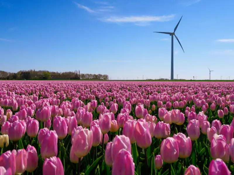 Die niederländischen Blumenfelder: Ein farbenfroher Roadtrip von Leiden zum Naturspektakel