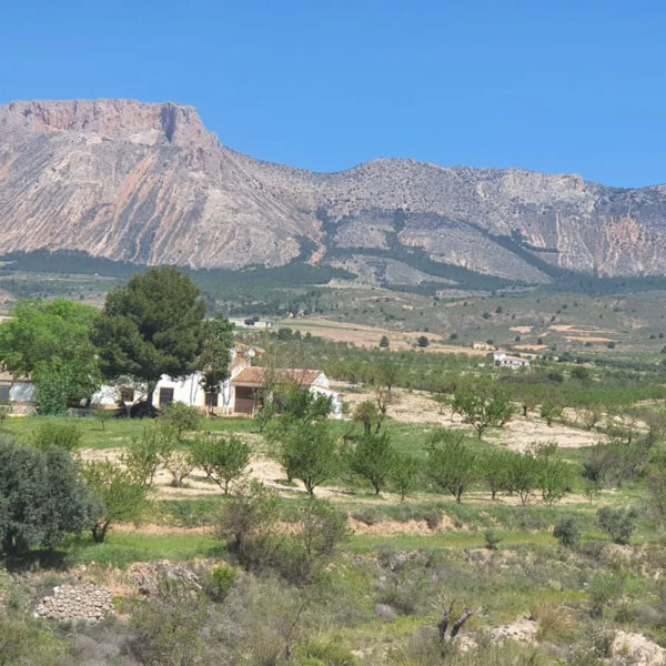 camping Tussen de moerbijen en olijfbomen met uitzicht op 'Sierra del Gigante'
