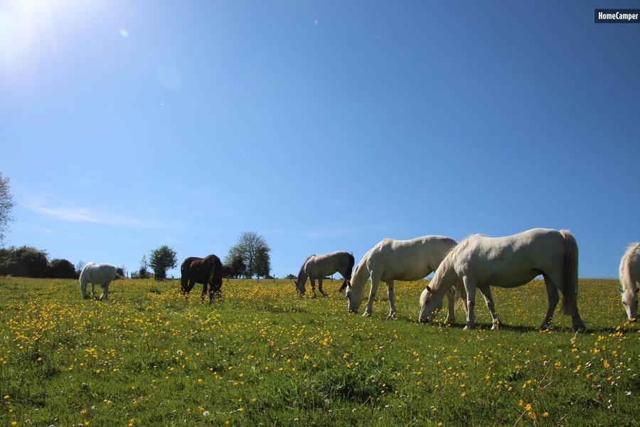 In het hart van het Pays de Bray te midden van pony's