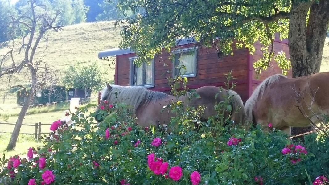 camping Slapen tussen ezels en natuur: een bijzonder verblijf in een caravan of chalet