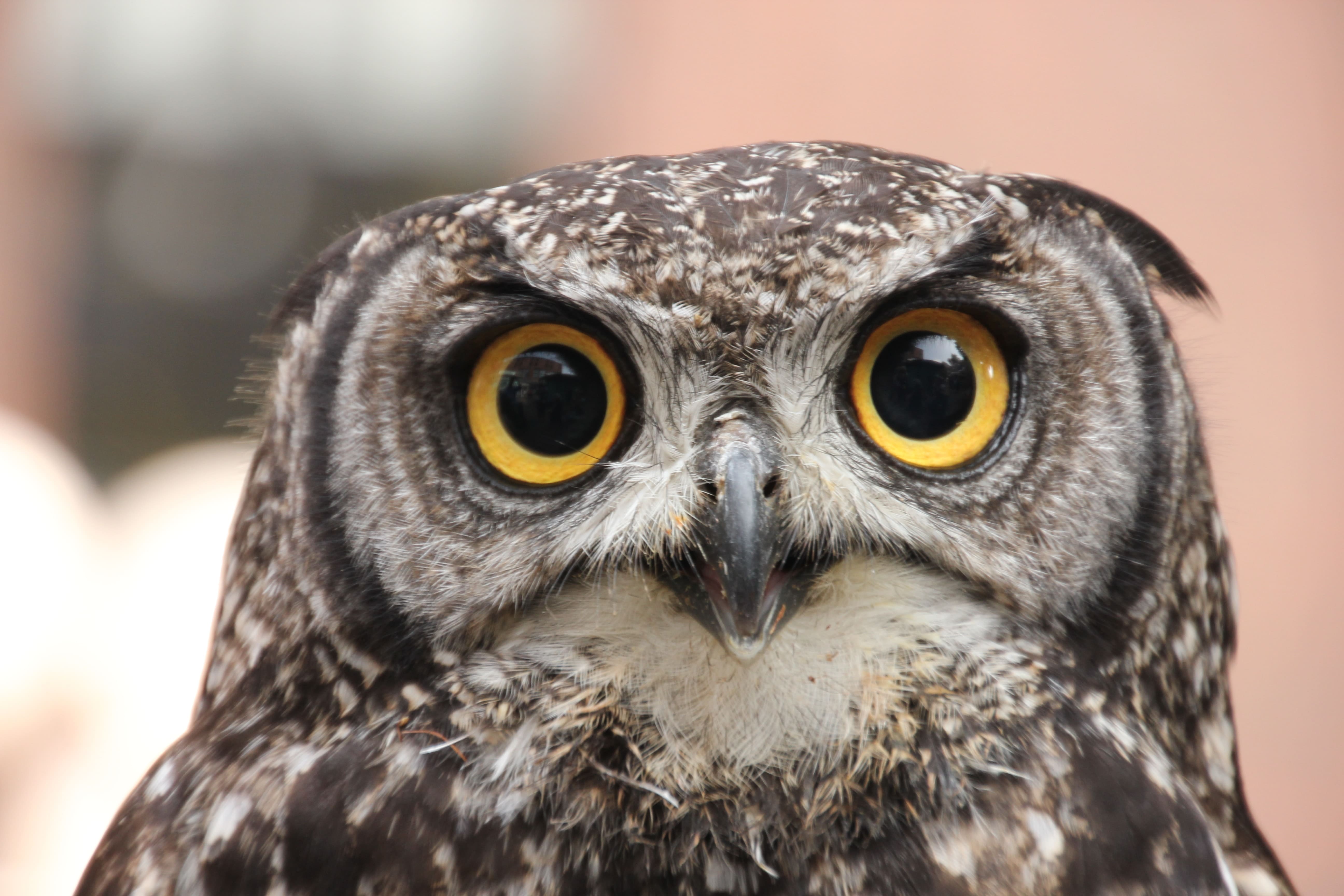 short eared owl in england