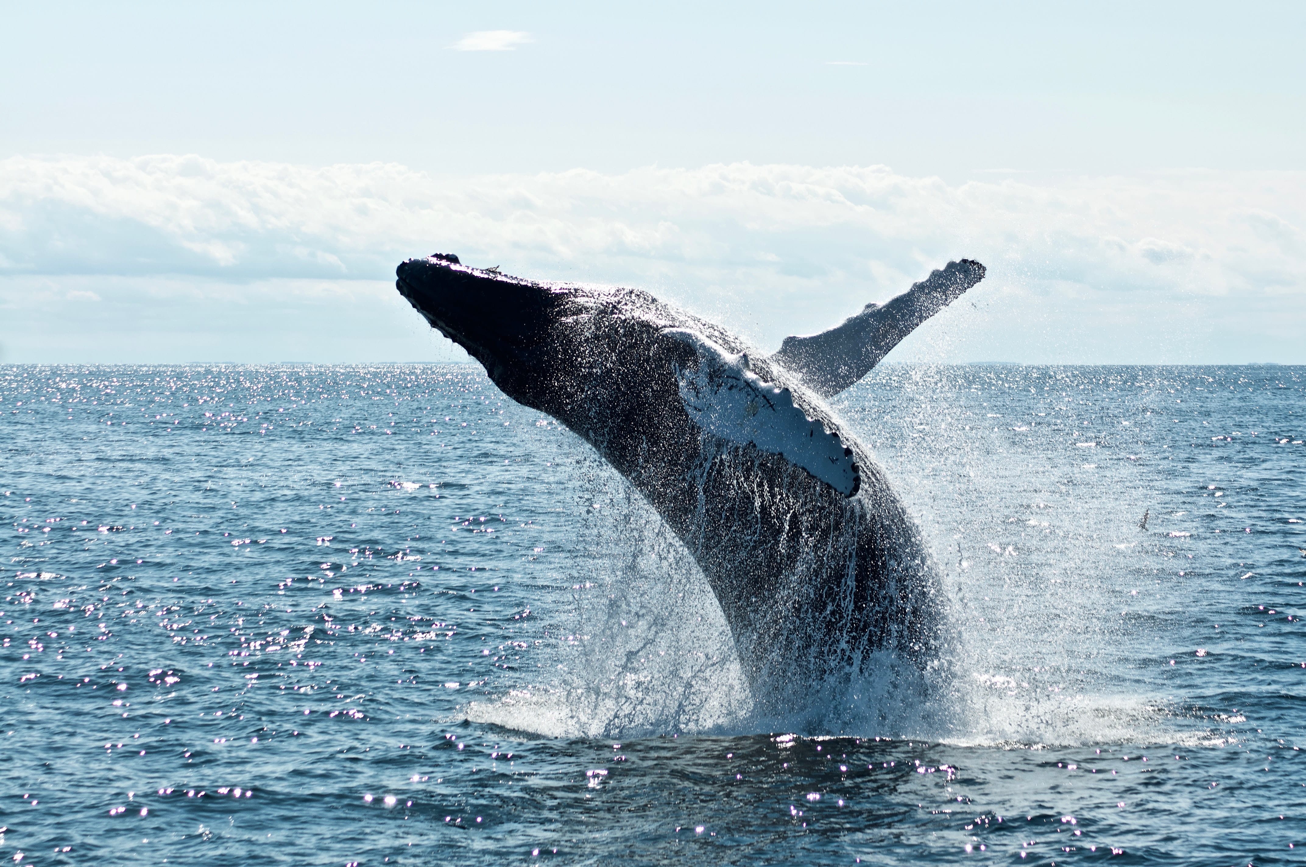 minke whale in england