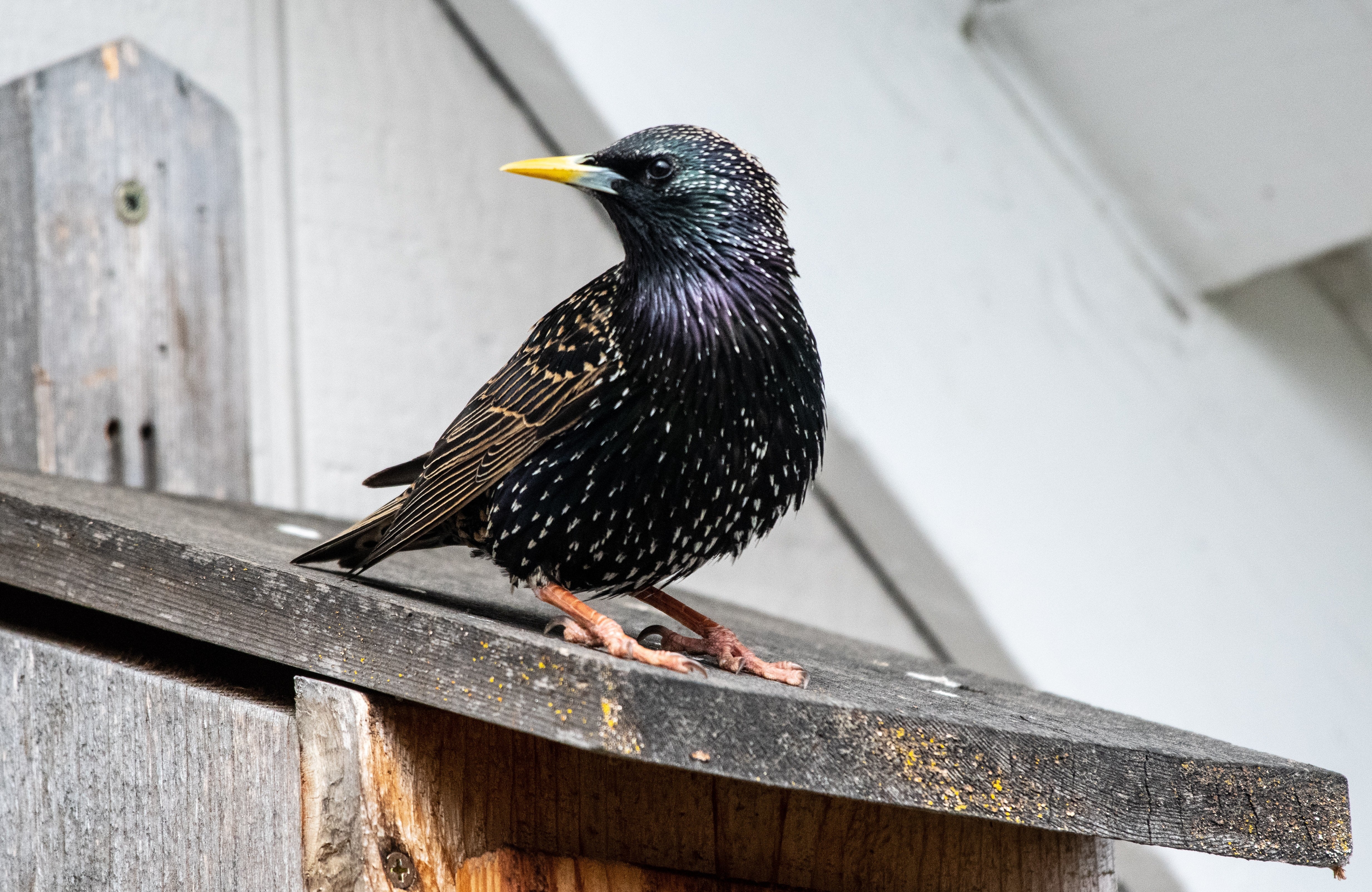 starling bird in england