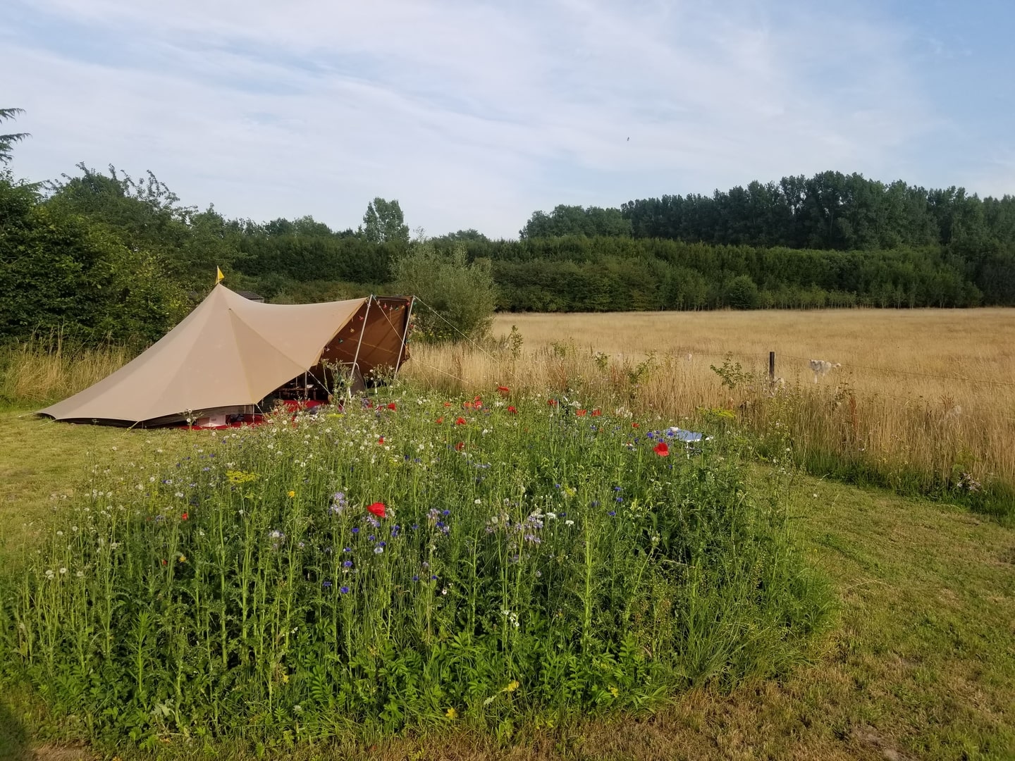 tent next to flowers