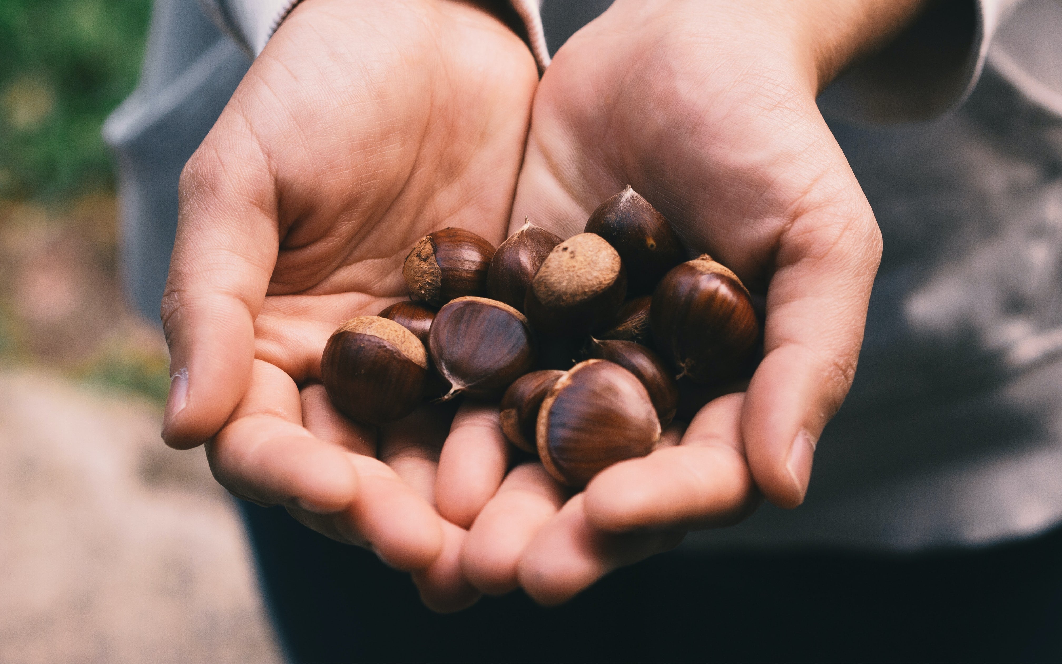 Foraging Guide chestnuts