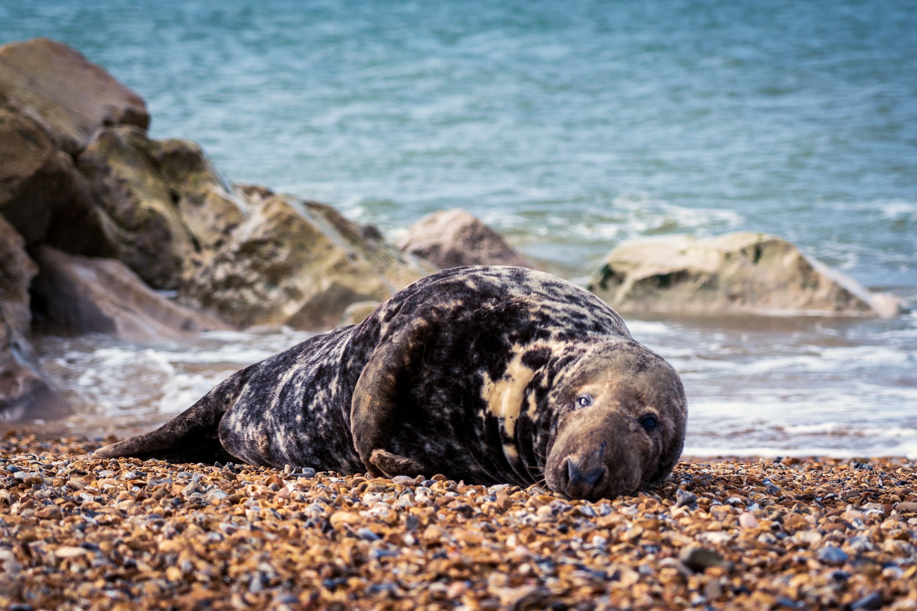 harbour seal in england