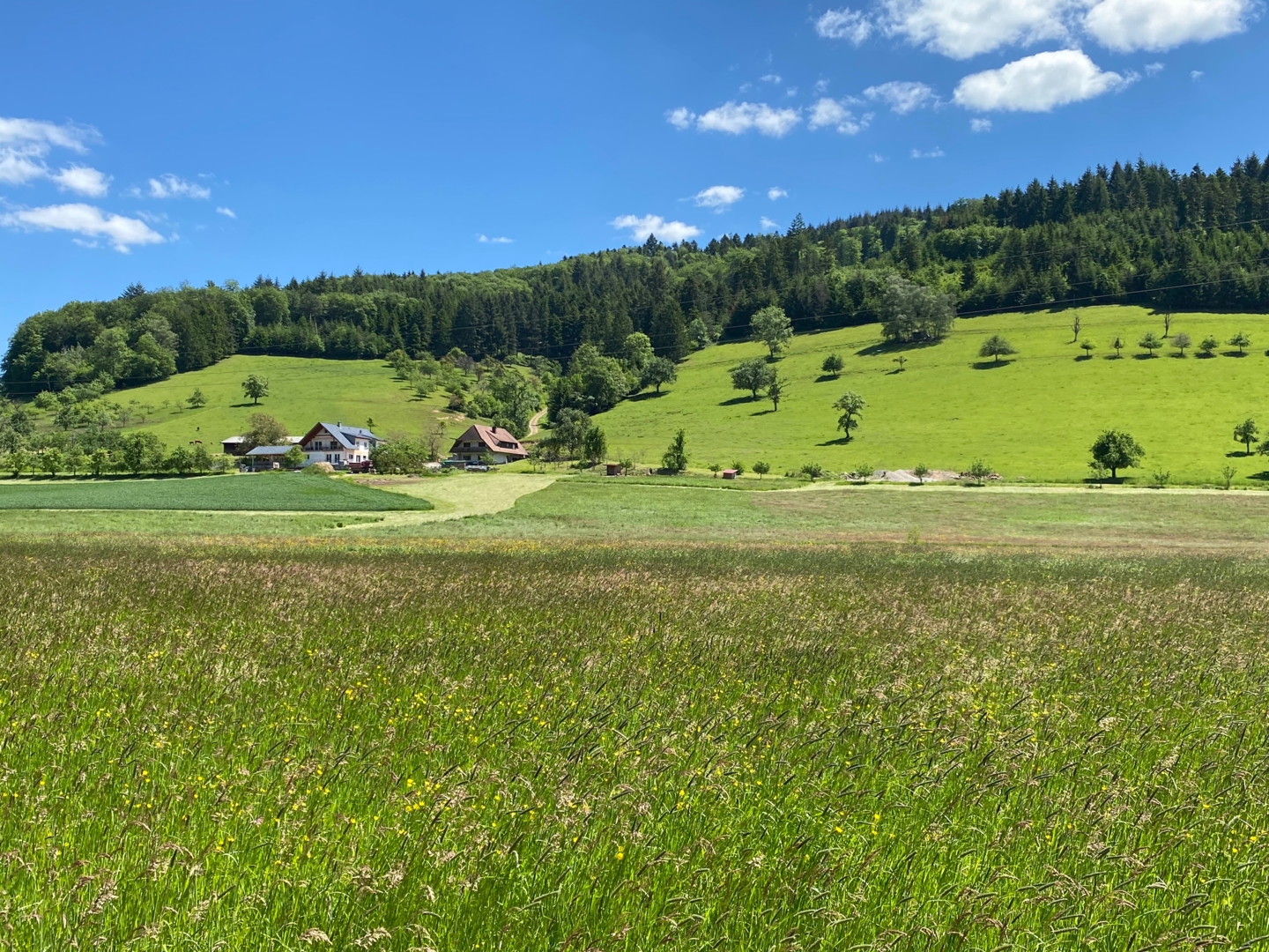 Bauernhofcamping im Schwarzwald
