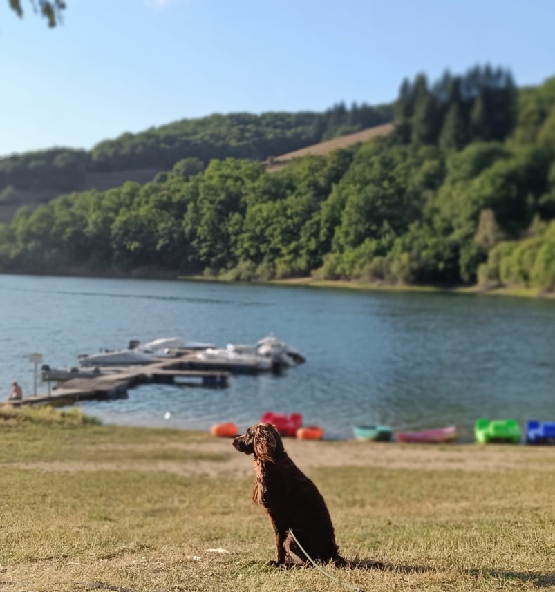 romantic camping France with dog 