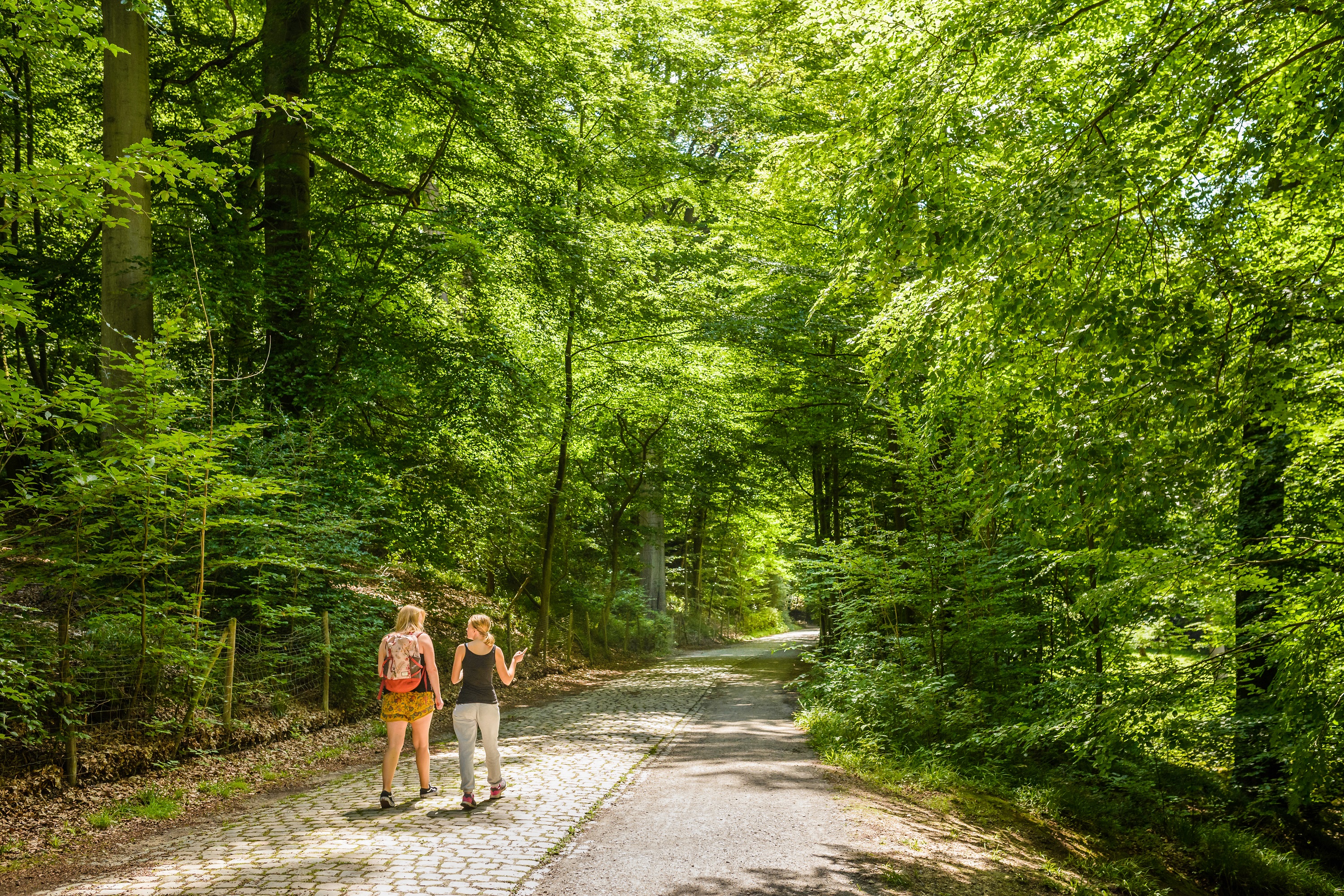 The Sonian forest for forest walks in Belgium